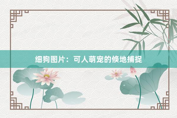 细狗图片：可人萌宠的倏地捕捉